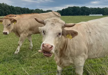 Prodraží nová daň chov krav a prasat? Dánsko se ji chystá zavést jako první v Evropě