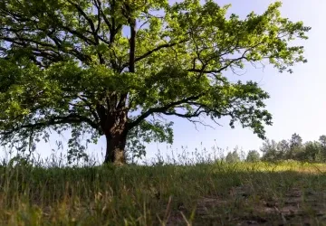 Konec prázdnin by měl být z meteorologického hlediska poměrně turbulentní. 