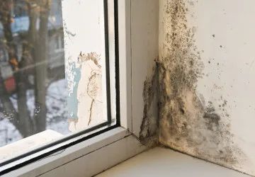 Tyto druhy plísně jsou v domácnostech nejčastější