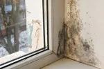 Tyto druhy plísně jsou v domácnostech nejčastější