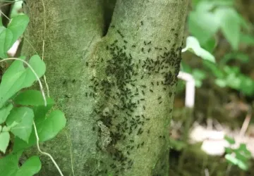 Mravenčí stezka na kmeni stromu obvykle vede za jedním cílem Mravenčí stezka na kmeni stromu obvykle vede za jedním cílem