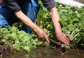 Srpnová zahrada má toho k nabídnutí víc, než se na první pohled zdá