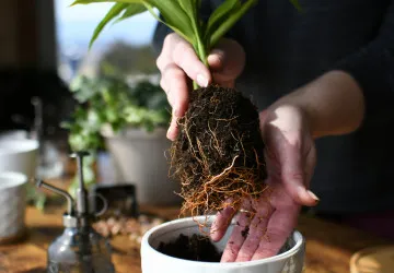 Správné umístění rostlin podle feng-šuej podporuje klid a pohodu