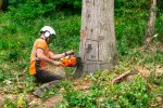 Do kácení stromů na vlastním pozemku se nepouštějte bez povolení.