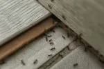 Mravenci v domácnosti nejsou nic příjemného.