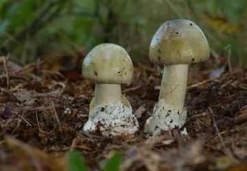 Při procházkách lesem můžete narazit na jedovatou muchomůrku zelenou