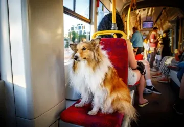 Za psa v tramvaji můžete v některých případech dostat pokutu. Za psa v tramvaji můžete v některých případech dostat pokutu.