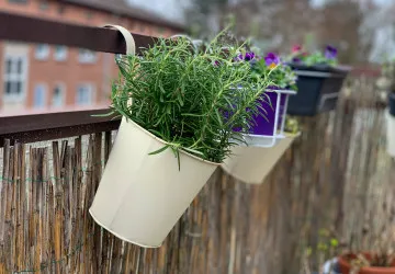 Tyto bylinky skvěle poslouží jako přírodní odpuzovače hmyzu.