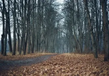 Nejnovější předpověď na listopad ukazuje, kdy do Česka dorazí skutečná zima