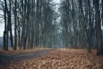Nejnovější předpověď na listopad ukazuje, kdy do Česka dorazí skutečná zima