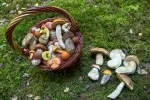V září mají houbaři největší šanci na pořádný úlovek