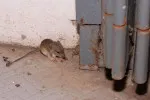 Myši mohou napáchat mnoho škod
