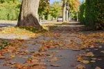 V důsledku neodklizeného listí na ulici může dojít k nepříjemnému úrazu.