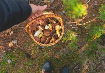 Za sezónu si na lesních plodech učitelka vydělala víc než v zaměstnání.