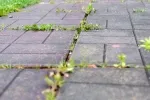 Plevele v dlažbě je třeba se zbavit ještě před zimou. Plevele v dlažbě je třeba se zbavit ještě před zimou.