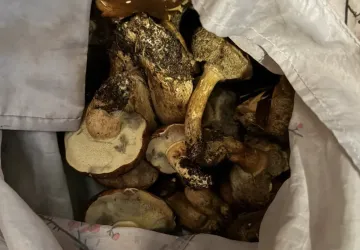 Houbaři v Krkonoších plní košíky za pár desítek minut