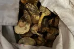 Houbaři v Krkonoších plní košíky za pár desítek minut