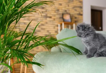 Tato rostlina pomáhá zvýšit vzdušnou vlhkost Tato rostlina pomáhá zvýšit vzdušnou vlhkost