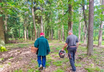 Při sběru hub je vhodné dbát maximální obezřetnosti. 