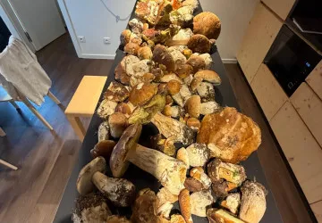 Pozdní deště probudily krkonošské lesy a houbaři z nich odnášejí plné košíky hřibů.