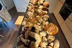 Pozdní deště probudily krkonošské lesy a houbaři z nich odnášejí plné košíky hřibů.