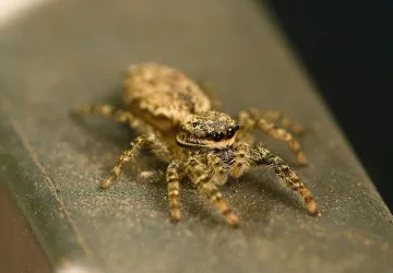Skákavka velká svou kořist loví skokem