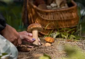 Sezona hub se letos kvůli suchému létu posunula o několik týdnů