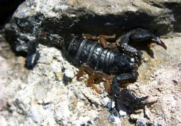 Štíři se mohou skrývat pod kamením v blízkosti objektů, které nejsou trvale osídlené. 