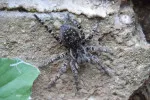 Tento jedovatý pavouk se vrací do Česka