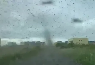 Invazivní druh komára se rozšiřuje na evropská území.