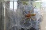 Do Česka se dostala zápřednice jedovatá.