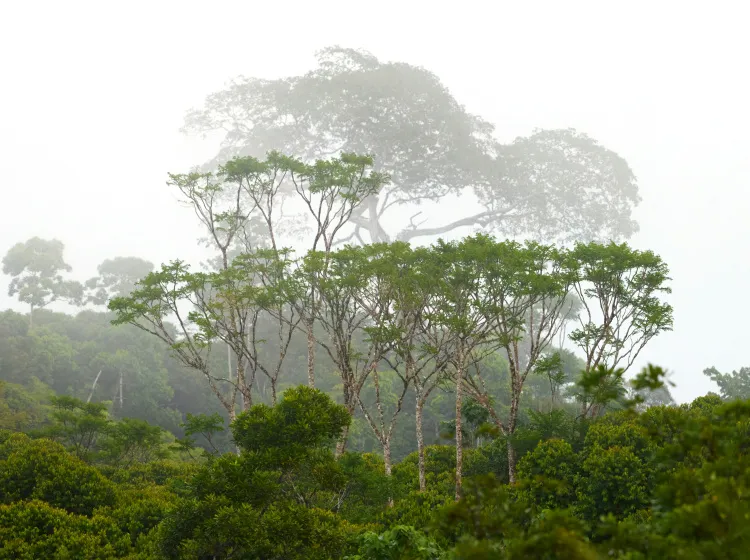 Brazílie odlesňuje další části Amazonského pralesa. Staví na nich dálnici pro klimatickou konferenci (ilustrační foto)