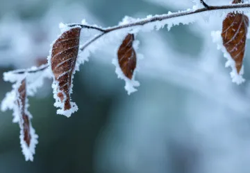 Do Česka by letos mrazy mohly dorazit dříve, než se očekávalo. 