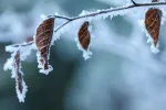 Do Česka by letos mrazy mohly dorazit dříve, než se očekávalo. 