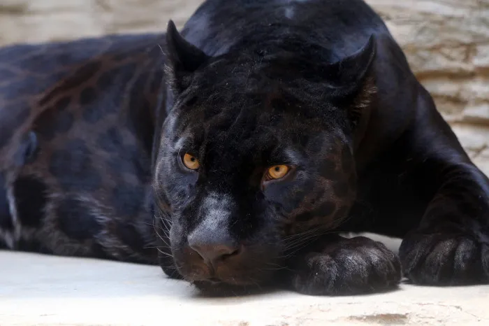 Jaguár
