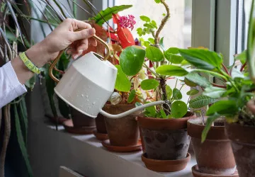 Díky jednoduché pomůcce přežijí rostliny bez zalévání celou dovolenou.