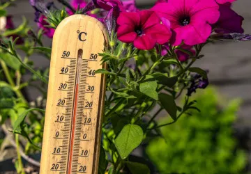 Vedra dávají zahradám zabrat. Účinná zálivka rozhoduje o tom, jestli záhon zůstane zelený.