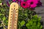 Vedra dávají zahradám zabrat. Účinná zálivka rozhoduje o tom, jestli záhon zůstane zelený.