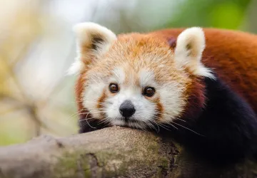 Panda červená