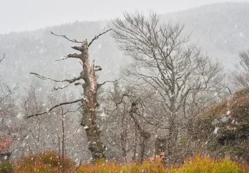 Sníh se vyskytuje hlavně v oblastech nad 1000 m.n.m.