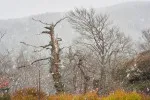 Sníh se vyskytuje hlavně v oblastech nad 1000 m.n.m.