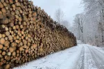 Halda vytěženého dřeva