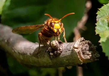 Sršeň je obávaným hmyzem. Sršeň je obávaným hmyzem.