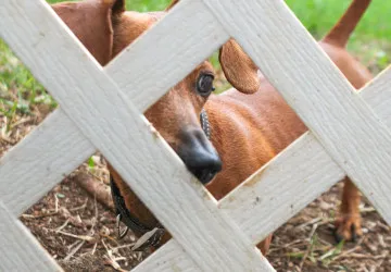 Soused si stěžoval na štěkot