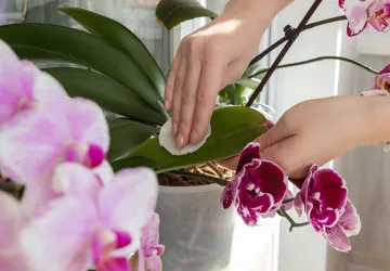 Orchideje jsou náročné na péči.