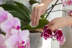 Orchideje jsou náročné na péči.