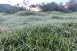 Na tento týden meteorologové předpovídají výskyt ranních mrazíků. Na tento týden meteorologové předpovídají výskyt ranních mrazíků.