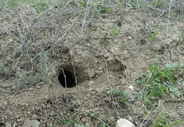 Hadi se rádi skrývají v dírách. 