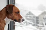 Loni byla zima mimořádně teplá. Dočkáme se letos nějaké změny?