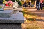 Připravte se na Dušičky s ideální dekorativní rostlinou, která má ráda chlad i vlhkost. Připravte se na Dušičky s ideální dekorativní rostlinou, která má ráda chlad i vlhkost.